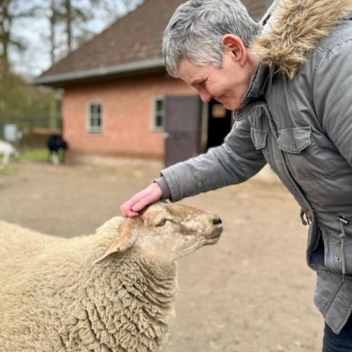 Een schaap aaien tijdens de boerderijwerking